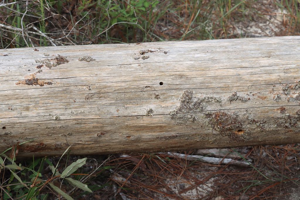 A fallen tree in the Apalachicola National Forest, with holes from insect nests.