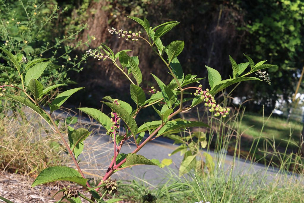 American pokeweed (Phytolacca americana).  Birds like the berries, and bees nest in its stems after the plant dies back in the winter.