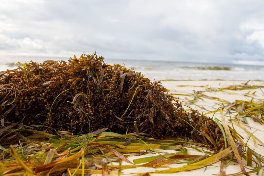 Seagrass and Sargassum, freshly deposited at my field site on St. George Island.