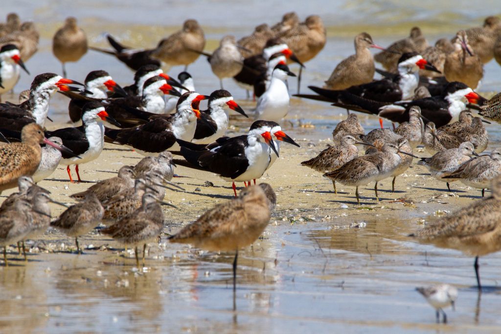 Black Skimmers, Marbled Godwits, and others on a sandbar near Alligator Point. Our barrier islands are critical for threatened species like the Black Skimmer.  