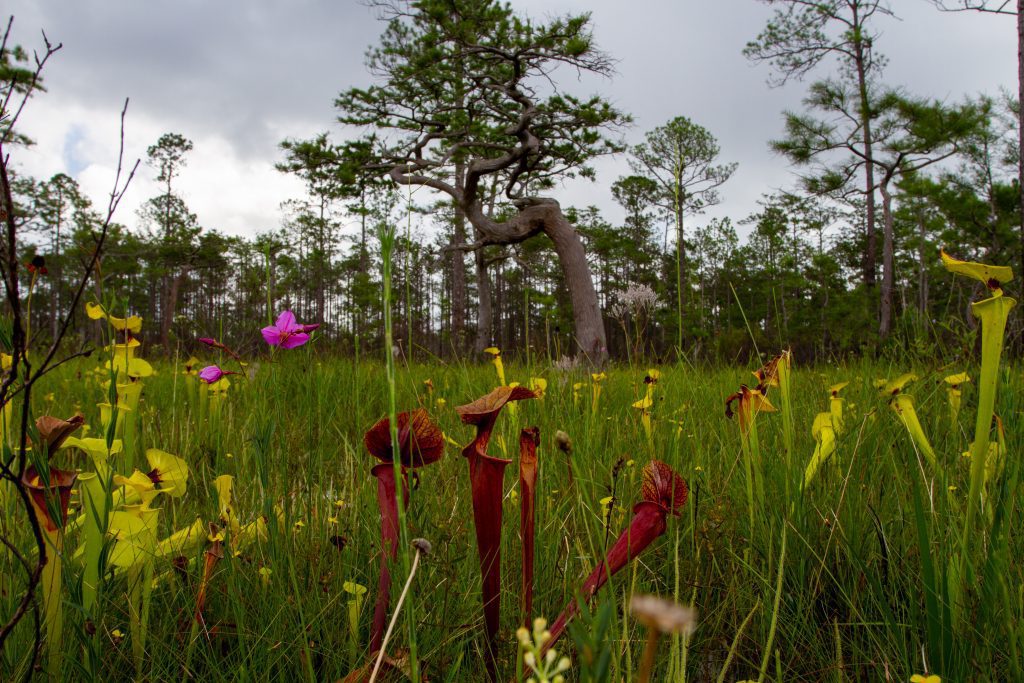Pitcher plants adorn a bog in Apalachicola National Forest near Sumatra, Florida as a summer thunderstorm rolls in.