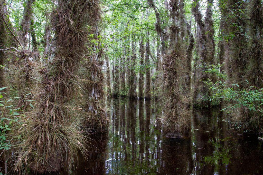 A small, isolated swamp in Apalachicola National Forest (Liberty County). The trees hold immense numbers of Bartram's Airplant (Tillandsia bartramii) and Greenfly Orchid (Epidendrum conopseum). 