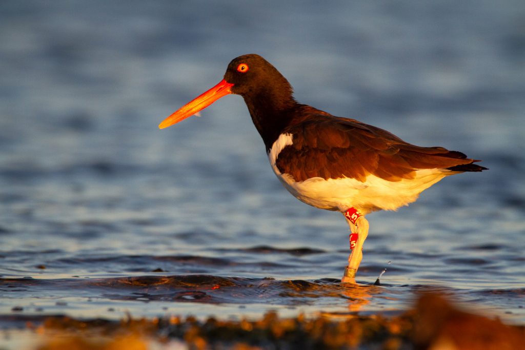 An American Oystercatcher searching for food at sunset just offshore from St. George Island. Notice the bands on her legs. Banding is one of the ways that conservation practitioners monitor these vulnerable birds.