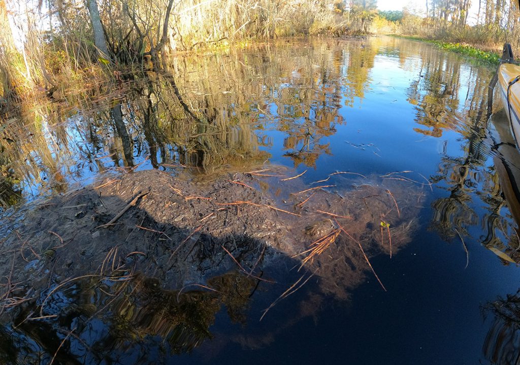 A muddy clump of decomposed vegetation floats along the kayak trail on Lower Lake Lafayette.