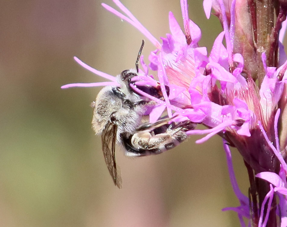 Long-faced cellophane bee on a blazingstar flower in the Munson Sandhills.