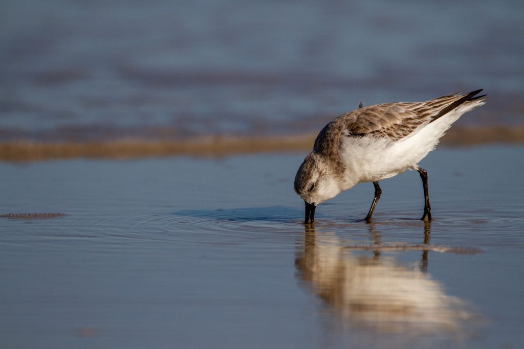 a sanderling forages in the shallow water