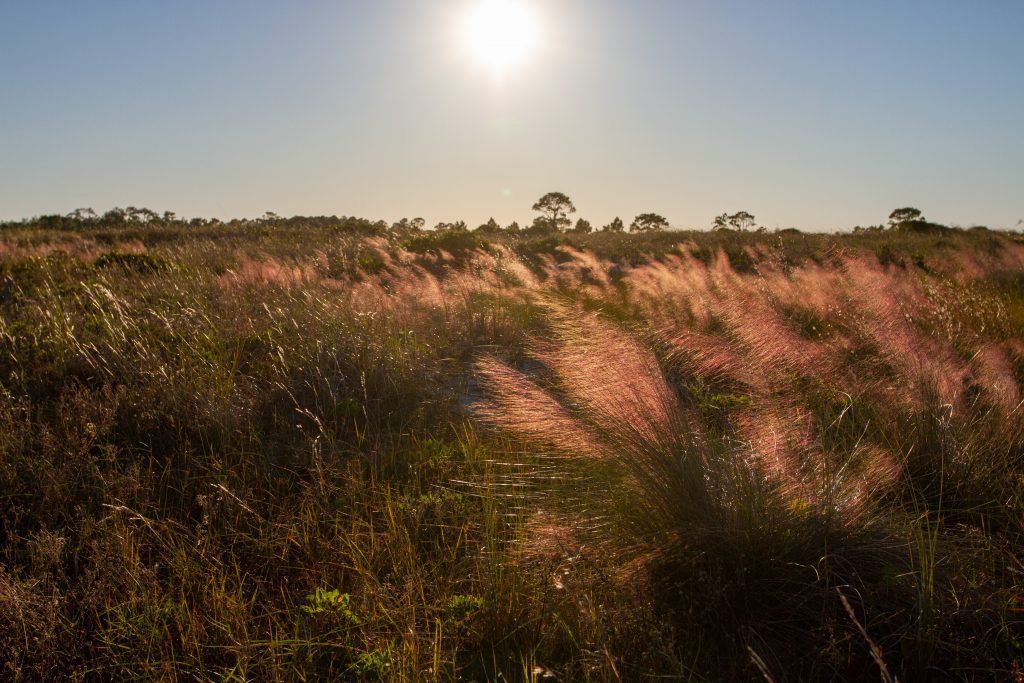 The backdune. Muhly grass blows in the wind at sunset. Trees are visible on the horizon