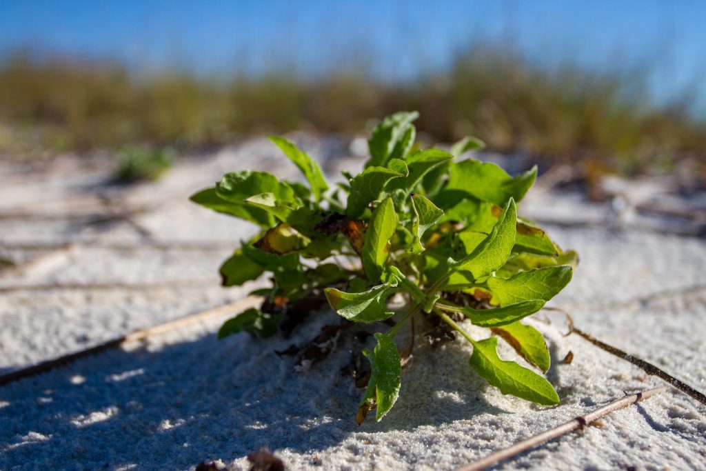 a small camphorweed plant grows in the foredune