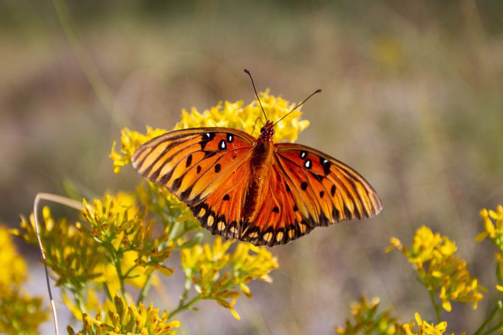 a gulf fritillary visits a woody goldenrod plant