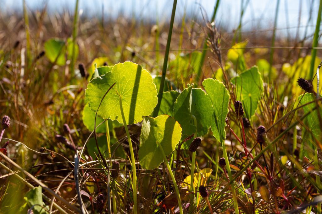wetland loving plants in the interdune - a close-up of Largeleaf Pennywort