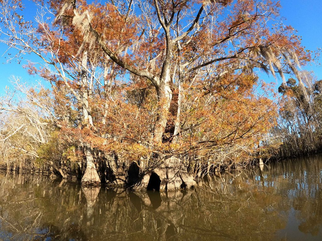 Cypress and tupelo trees in the fall, Owl Creek.