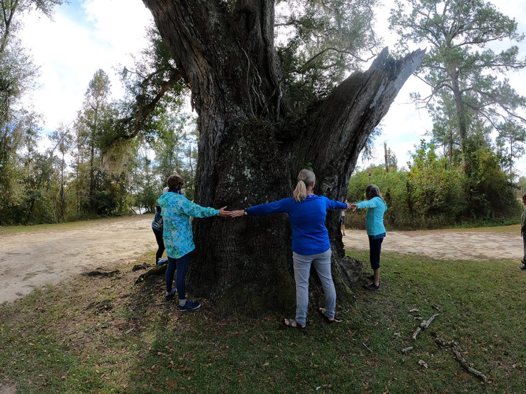 RiverTrekkers measure the width of a live oak tree at Ocheesee Landing.
