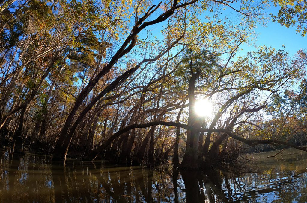 The sun shines through ogeechee tupelo trees at Owl Creek.