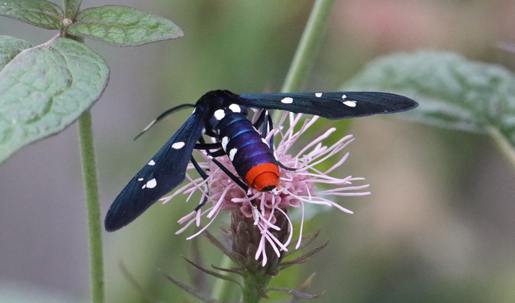 Polka-dotted wasp moth on Brickellia.