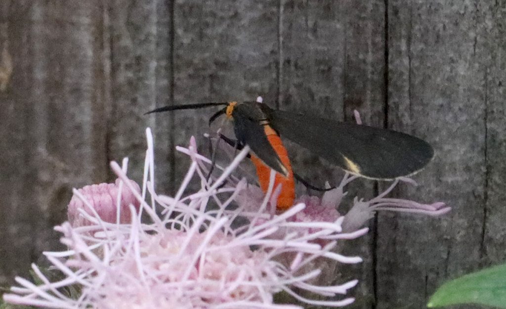 Black-winged Dahana moth on Brickellia.