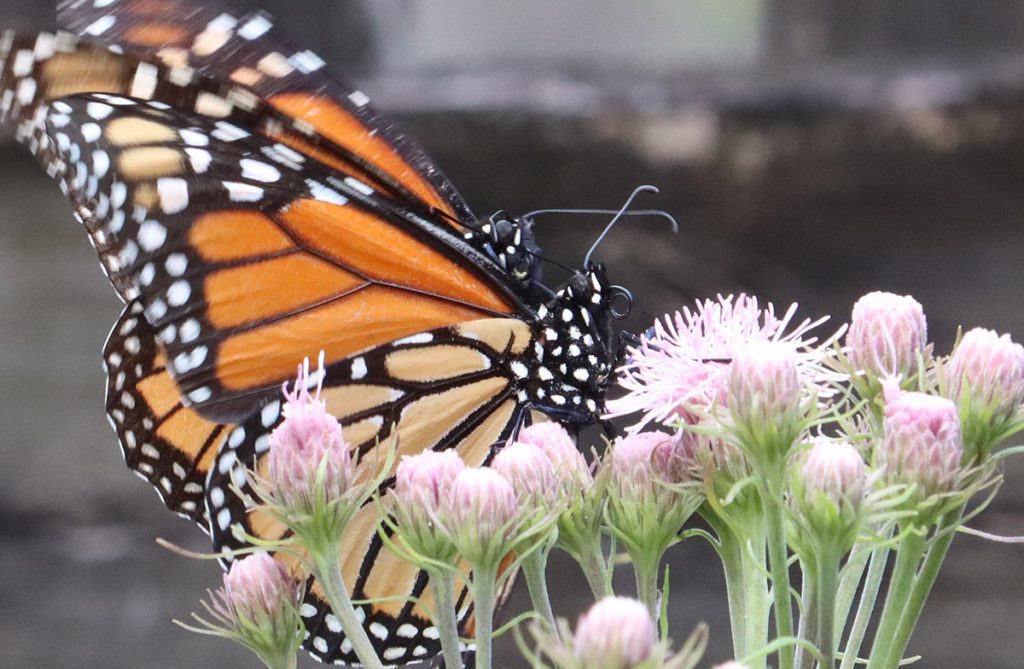 One monarch butterfly attempts to mate with another, on Brickellia cordifolia.