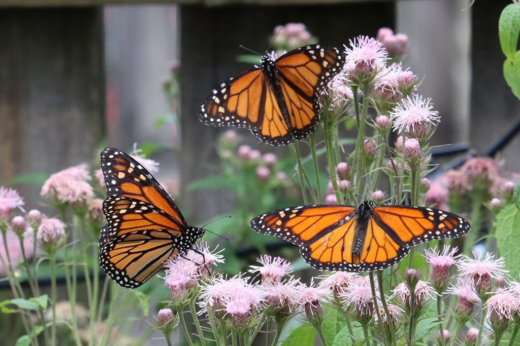 Monarch butterflies gather on Brickellia, September 2021.
