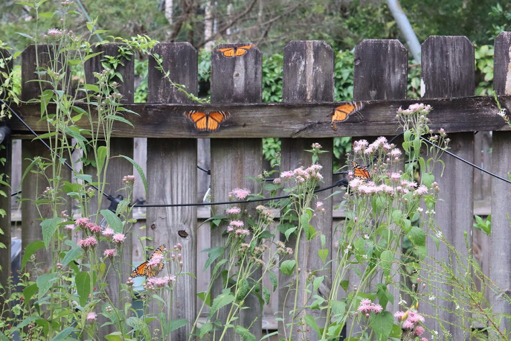 Monarch butterflies cluster on Brickellia plants.