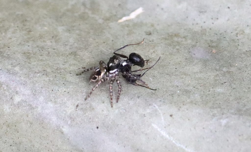 Twin-flagged jumping spider (Anasaitis canosa) grabs an insect.