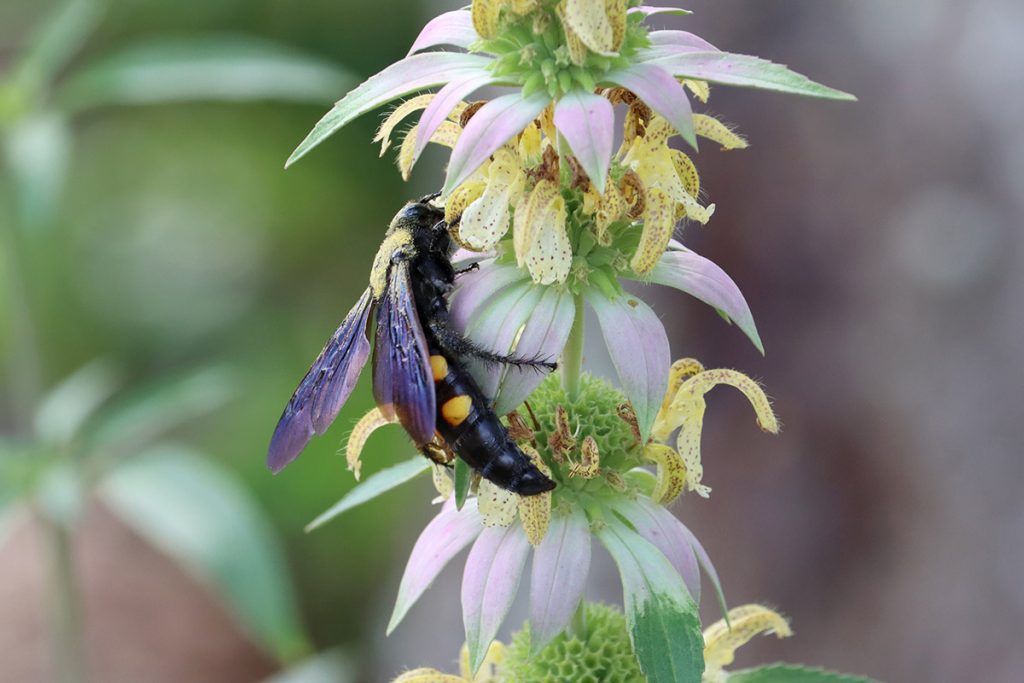 Large Four-spotted Scoliid Wasp (Pygodasis quadrimaculata) on dotted horsemint.