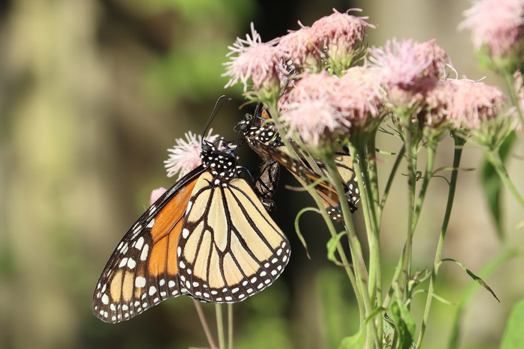 Monarch butterflies begin mating on Brickellia flowers.
