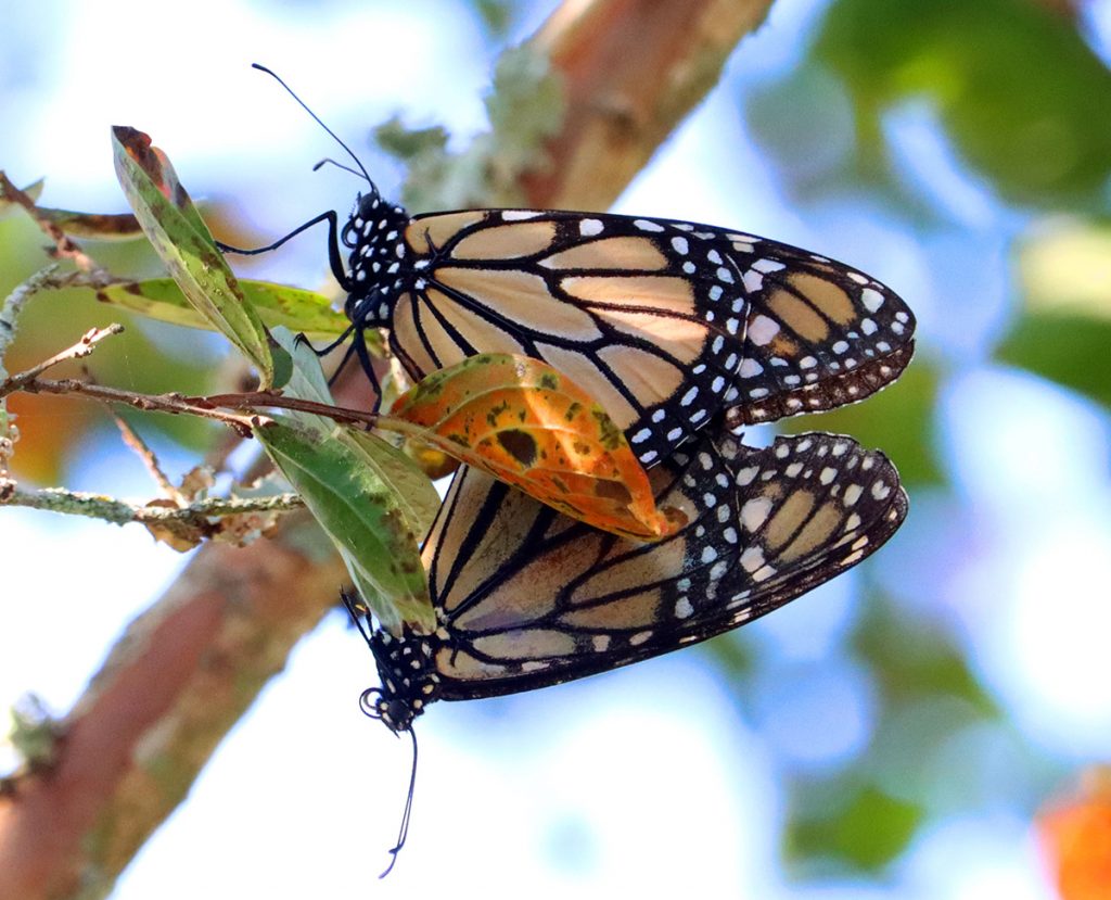 Mating monarchs perch on a cree myrtle.