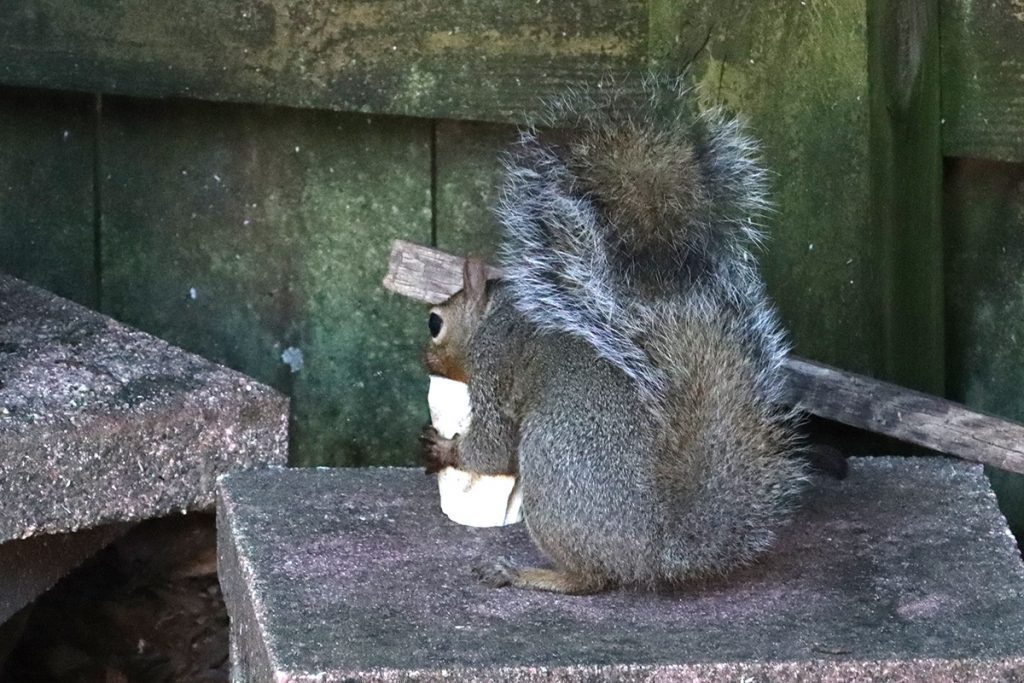 Squirrel gnaws on soup bone.