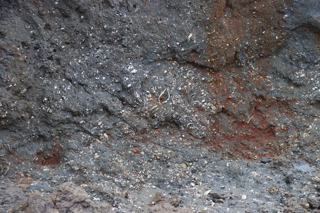 Fossils on Alum Bluff.