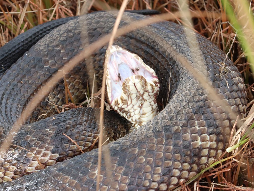 Cottonmouth showing its... cotton mouth in the Apalachicola National Forest near Sumatra.