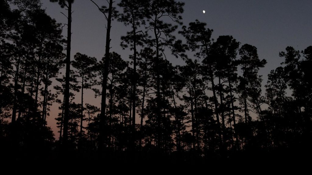 Pines at dusk at Owl Creek, Apalachicola National Forest.