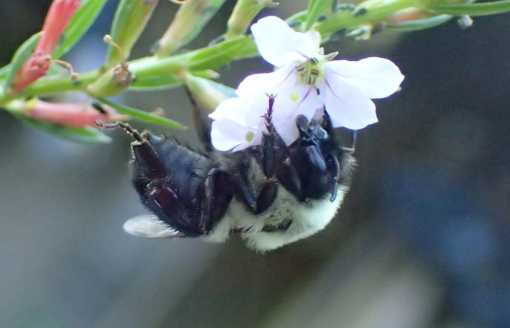 Eastern bumblebee- maybe a worker? on winged loosestrife.