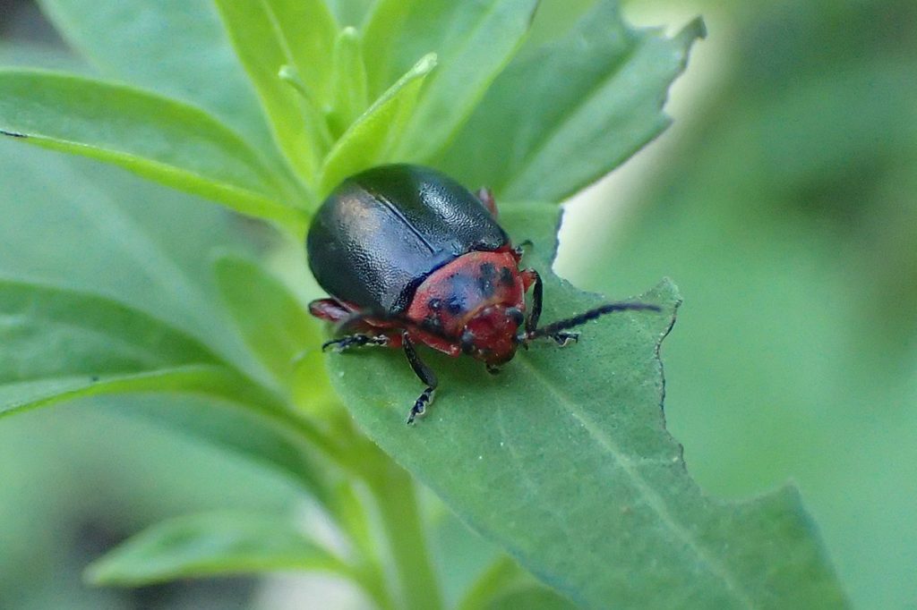 Flea beetle in the genus Kuschelina.