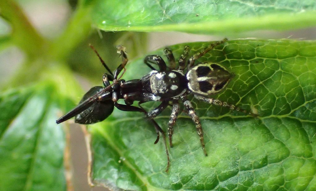 Twin-flagged jumping spider grabs an insect.