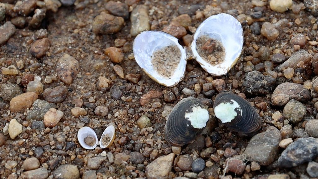 Asian clams (Corbicula fluminea) on an Apalachicola River sand bar.