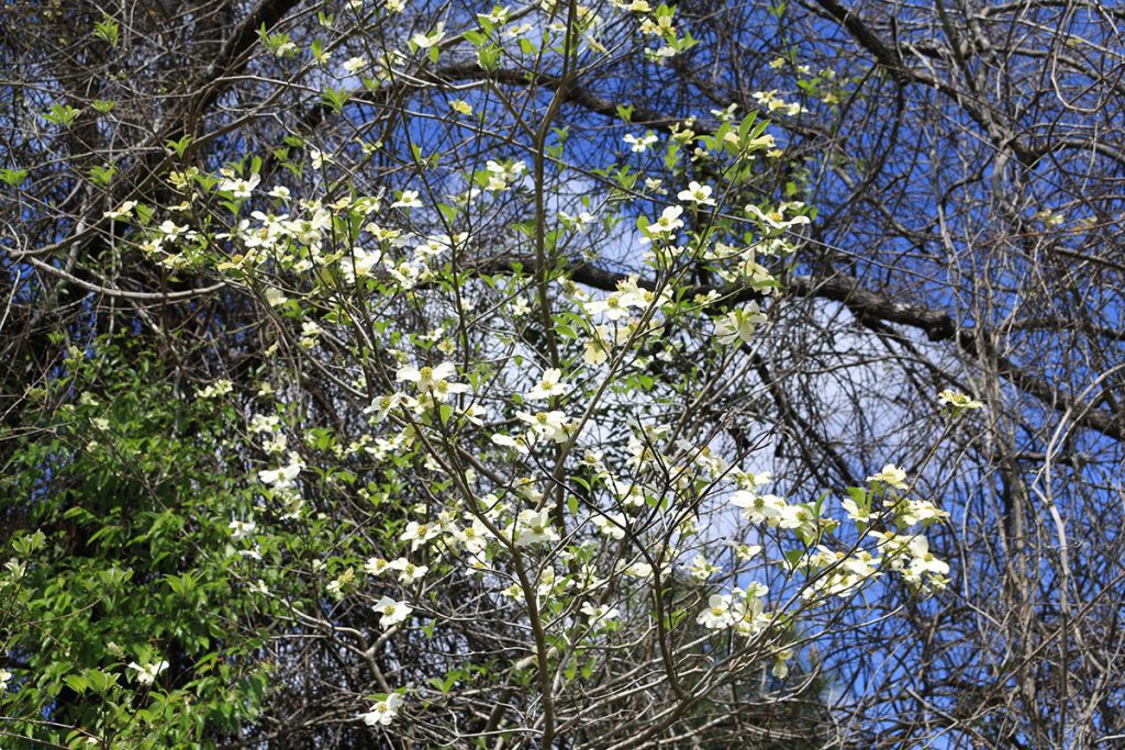 Flowering dogwood (Cornus florida) at Joe Budd WMA.