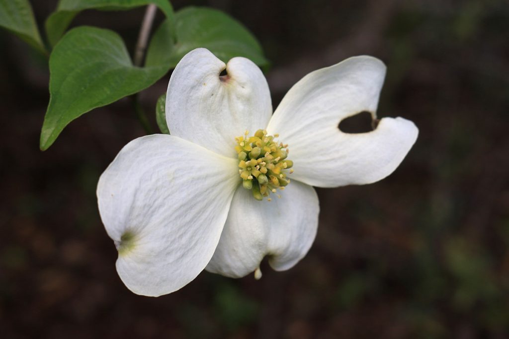 Closeup of a dogwood flower.