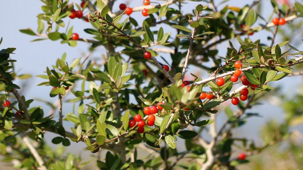 Yaupon holly at Bald Point State Park, December 2017.