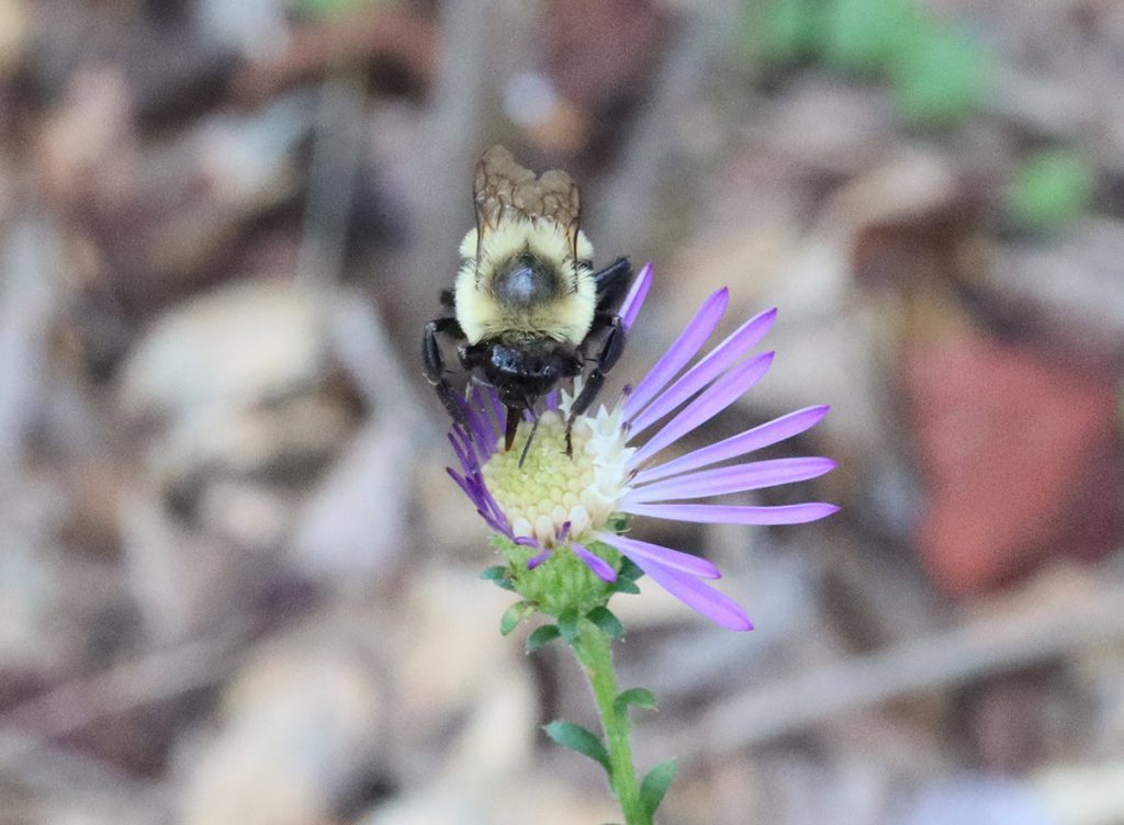 Eastern bumblebee on Georgia aster flower.