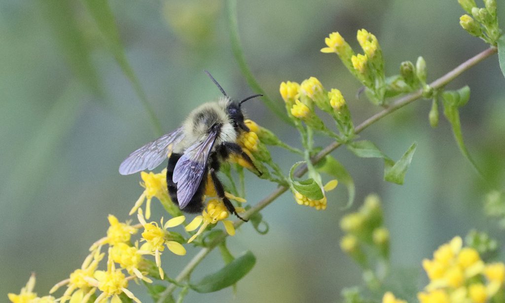Eastern bumblebee on goldenrod.