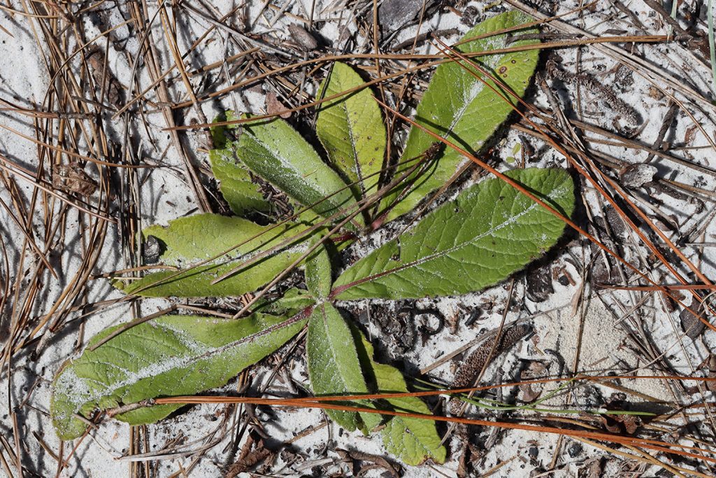 The basal leaves of common elephant's foot (Elephantopus tomentosus) on a trail in the Munson Sandhills.