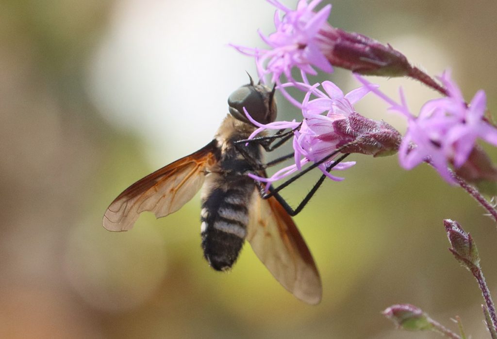 Bee fly in the Subfamily Anthracinae