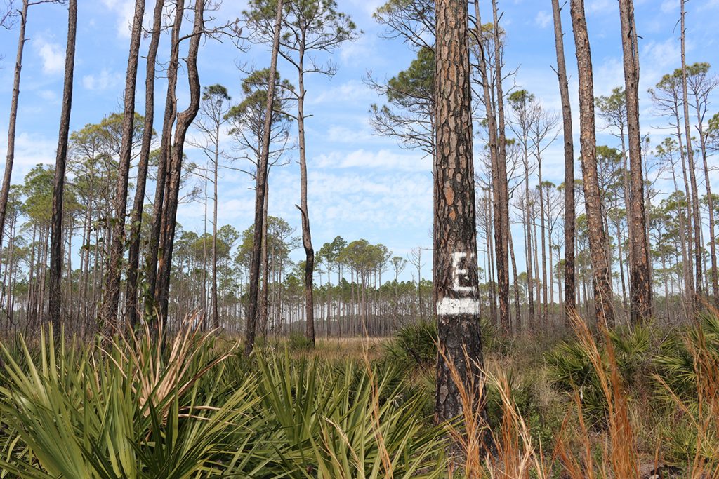 A banded RCW tree in Tate's Hell State Forest.  A key management tool here is prescribed fire, which checks the growth of woody shrubs and allow palmettos, grasses, and wildflowers to flourish.  This open understory better allows red cockaded woodpeckers to forage for insects.
