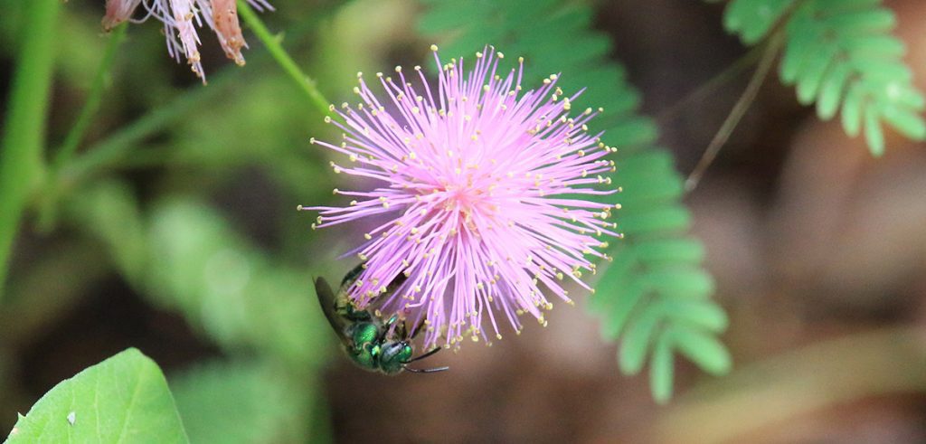 Sweat bee on Mimosa flower, July 2020.