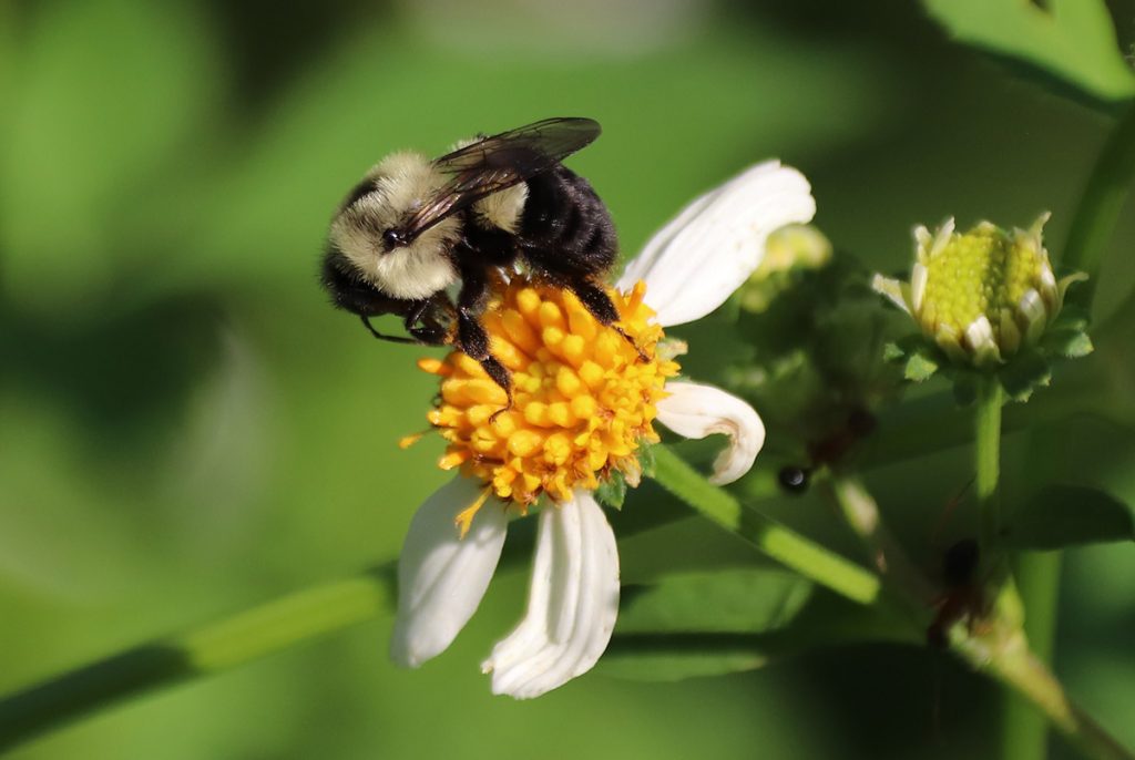 Eastern bumblebee on Bidens alba at the UF/ IFAS Leon County Extension, September 2021.