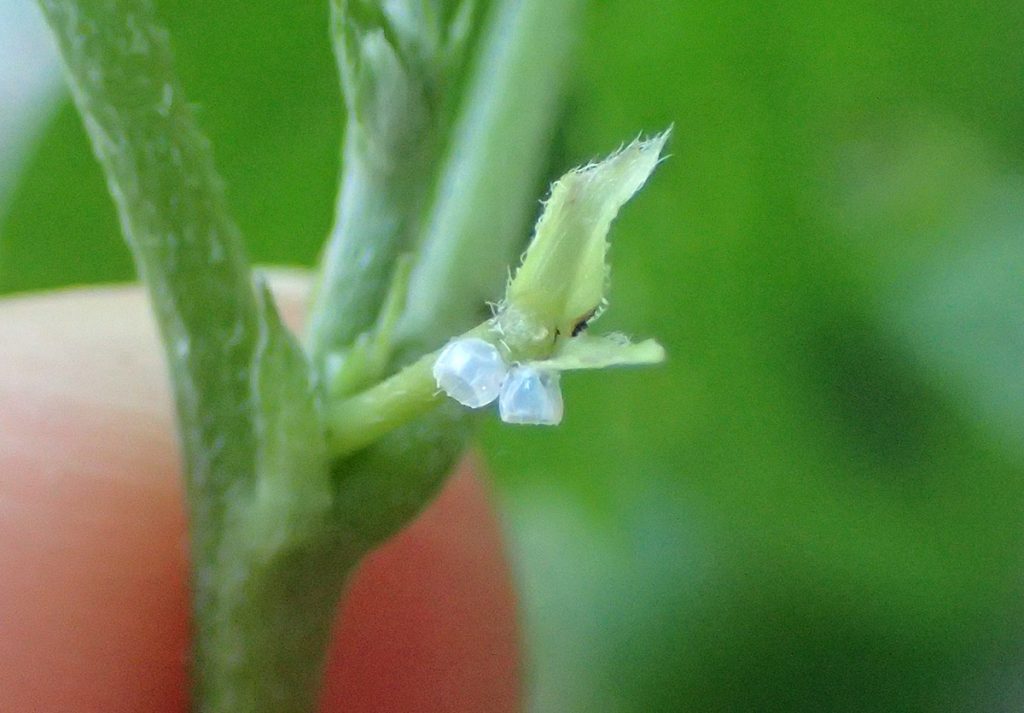 Empty long-tailed skipper eggs on butterfly pea leaves.