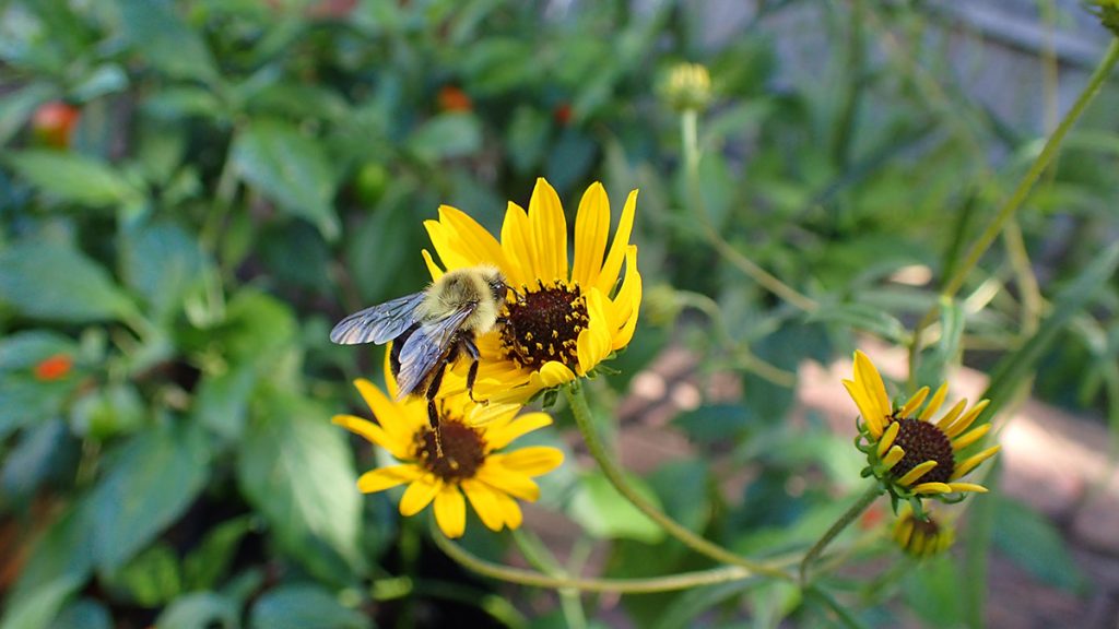 Bumblebee on narrowleaf sunflower.