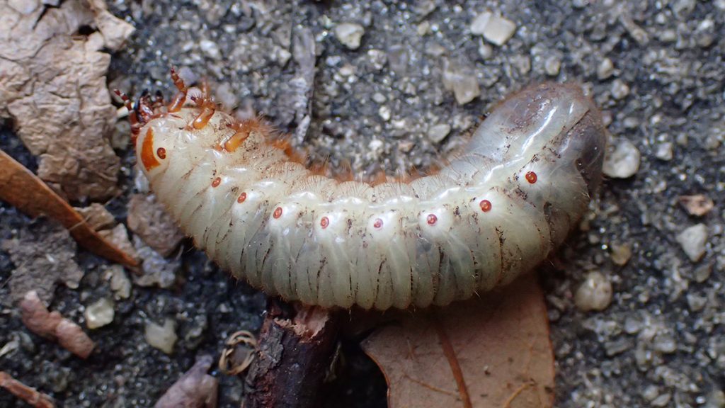 Beetle larva, likely in the Cetoniinae subfamily (fruit and flower chafers)