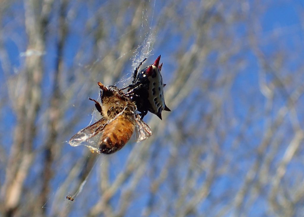 Orb weaver spider with ensnared honeybee.