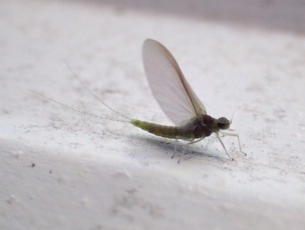 Small mayfly (Baetidae  family)