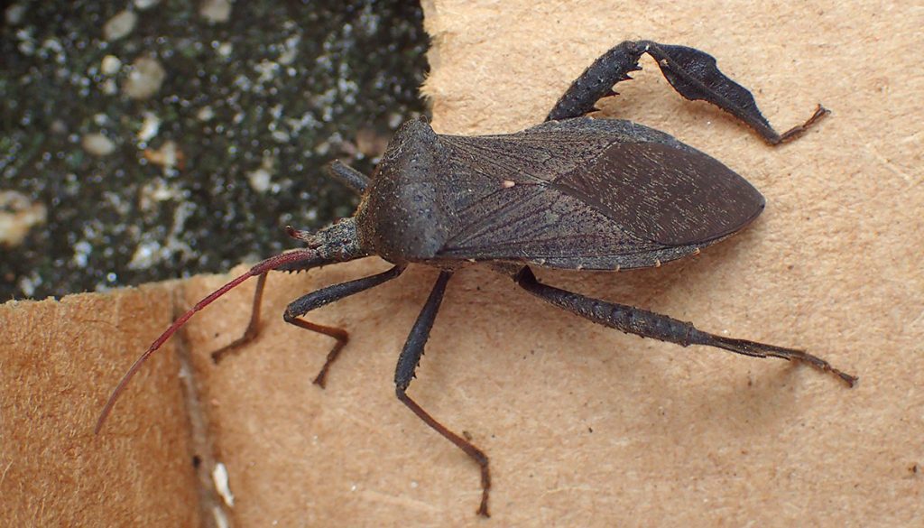 Leptoglossus fulvicornis, a leaf footed bug.
